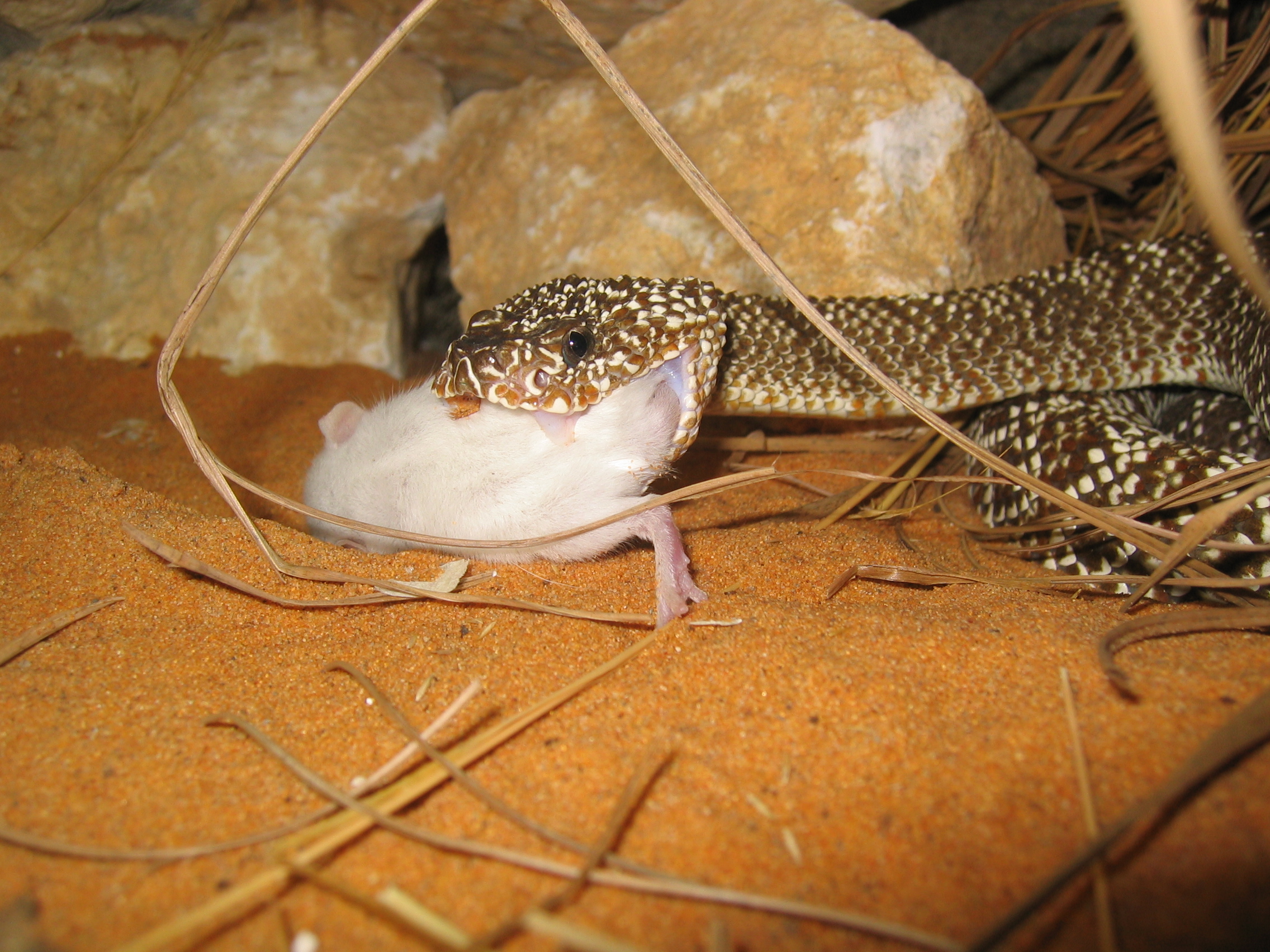 Crotalus ruber, vegrandis beim essen 035.jpg [1664 Kb]
